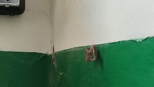 Редкая краснокнижная бабочка Амурский или осиновый бражник Laothoe Amurensis