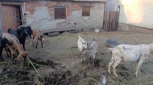 Отвечаю на вопросы