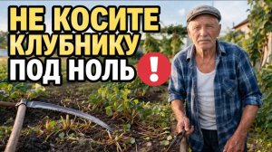 4 ФАЗЫ клубники в АВГУСТЕ : пропустите одну и урожая в Июне не будет!