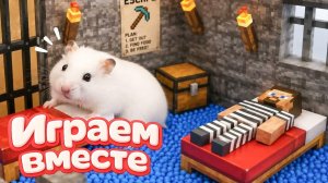 Хомячок проходит лабиринт - МАЙНКРАФТ тюрьма для хомяка! Приключения хомяка для детей
