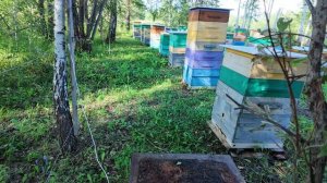 С липовым мёдом облом, качаем рапс, получили маток, васильковая пасека снова под завязку!