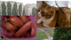 Попутная болталка.  Лохматая террористка))) Баланс  новостей.