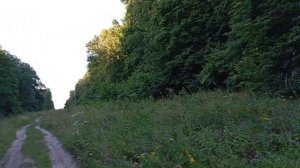 Небольшая Прогулка По Лесу 🌳🌳🌳