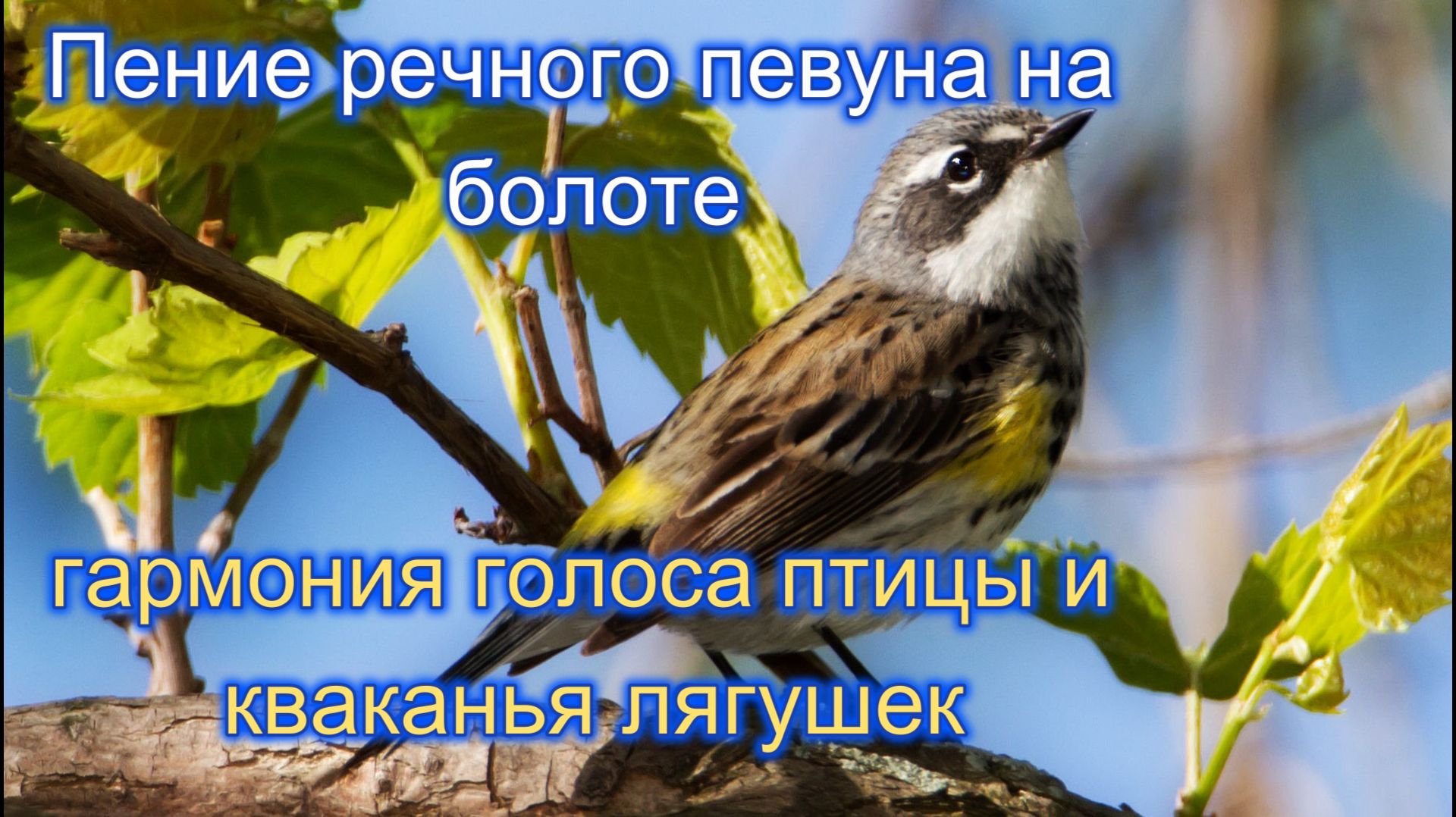 Звук природы. Пение птицы Певун речной   на болоте
