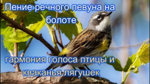 Звук природы. Пение птицы Певун речной   на болоте