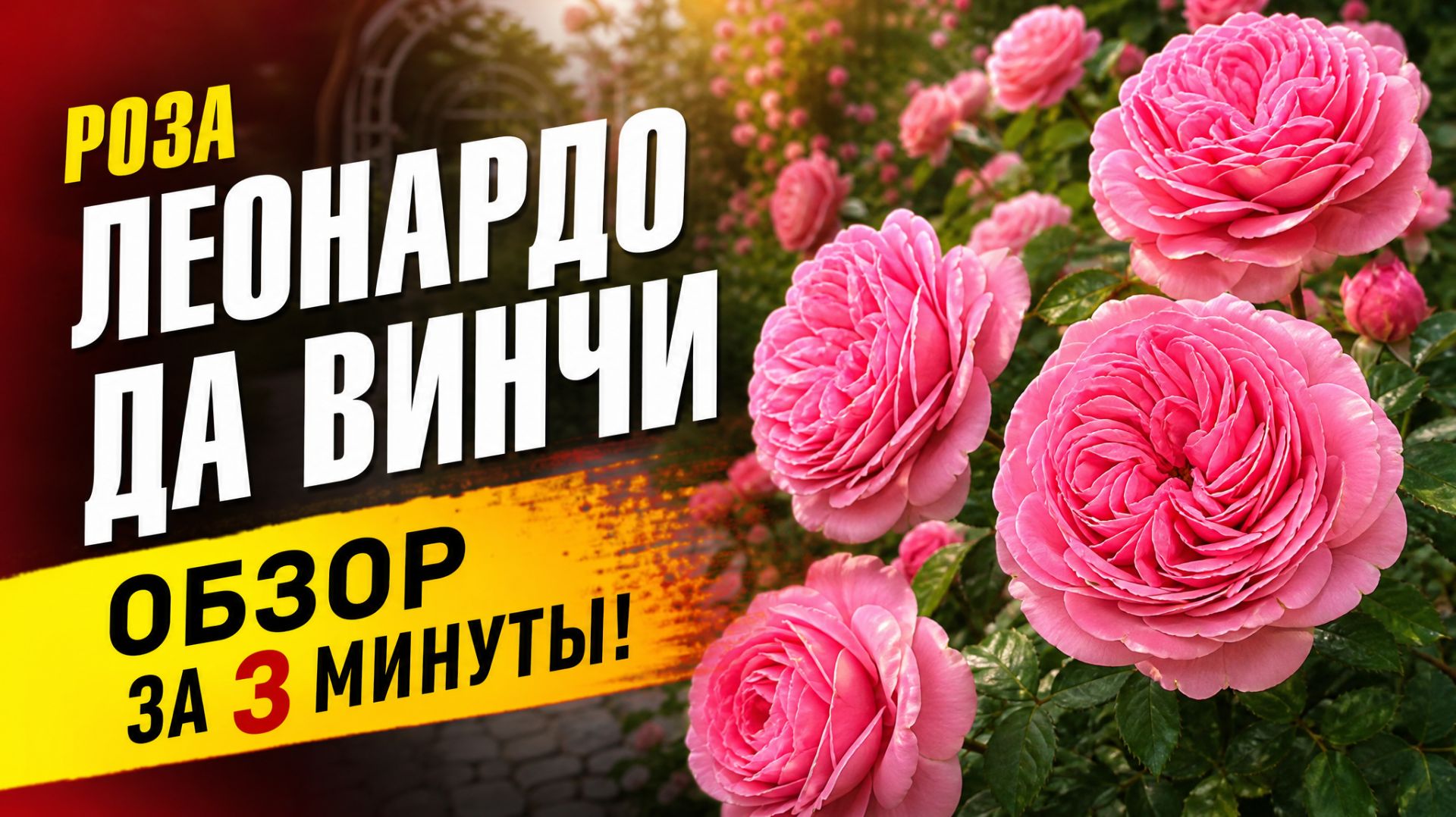 🌹 Роза Леонардо да Винчи — легендарный сорт, который покорил весь мир!