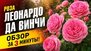 🌹 Роза Леонардо да Винчи — легендарный сорт, который покорил весь мир!