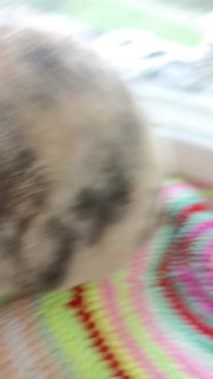 подпищись