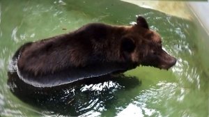 Бурый медведь Леха увлеченно ест траву, а его подруга Валя решила искупаться.