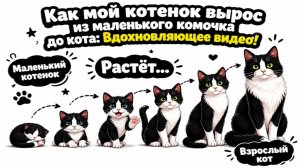 Как мой котенок вырос из маленького комочка до кота!