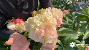 Lois Choice peony. Лойс Чойс пион. Пулков сад (2026 г.)