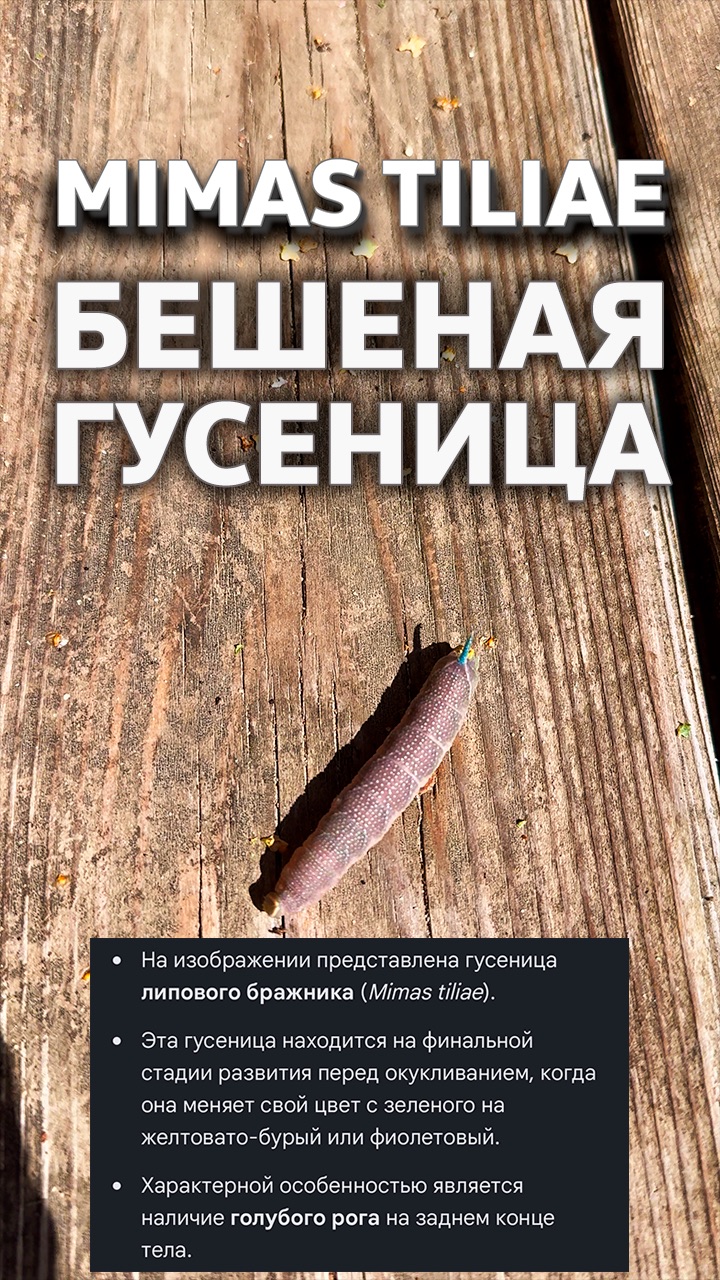 БЕШЕНАЯ ГУСЕНИЦА  надаче