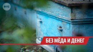 Эксперт прокомментировал массовую гибель пчёл в Куйтунском районе