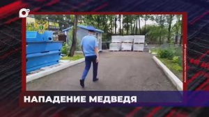 В порядке! / Нападение медведя / 04.08.26