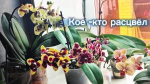 #204 ОрхоVLOG немного новых роспусков