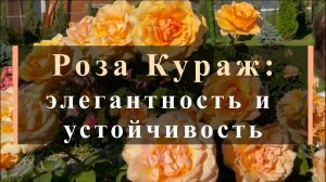Роза Кураж: элегантность и устойчивость