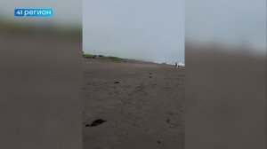 ПРИРОДНО-АНТРОПОГЕННЫЙ ФАКТОР МОГ СТАТЬ ПРИЧИНОЙ ГИБЕЛИ ПТИЦ НА КАМЧАТКЕ • НОВОСТИ КАМЧАТКИ