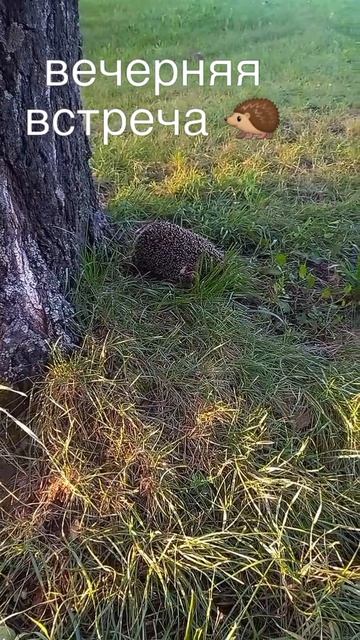 БРАТЬЯ  НАШИ  МЕНЬШИЕ 🦔