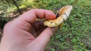 Поехали в лес за рыжиками и опятами.