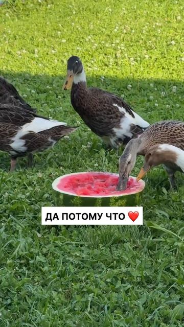 Утки-бегунки – любовь с первого взгляда ❤️