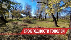 Тополя в Иркутске пожелтели почти на полтора месяца раньше срока