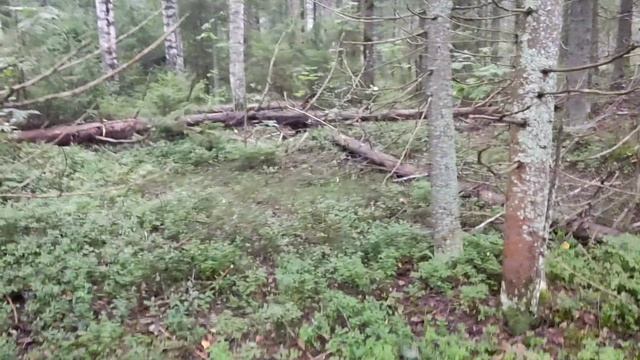С утра туман. Поход в лес.