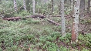 С утра туман. Поход в лес.