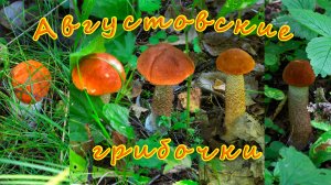 Августовские грибочки. Подосиновики. Белые грибы. Лисички. По грибы 2026!