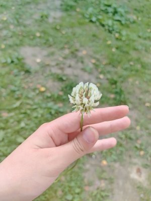 срывают краски для нашего ушастичка