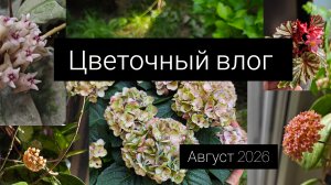 цветочный влог. август 2026