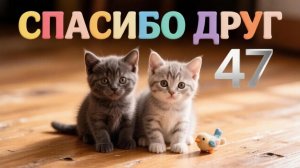 ПРИВЕТ ОТ СНИКЕРСА и БАГИРЫ