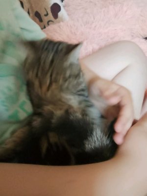 кошечки