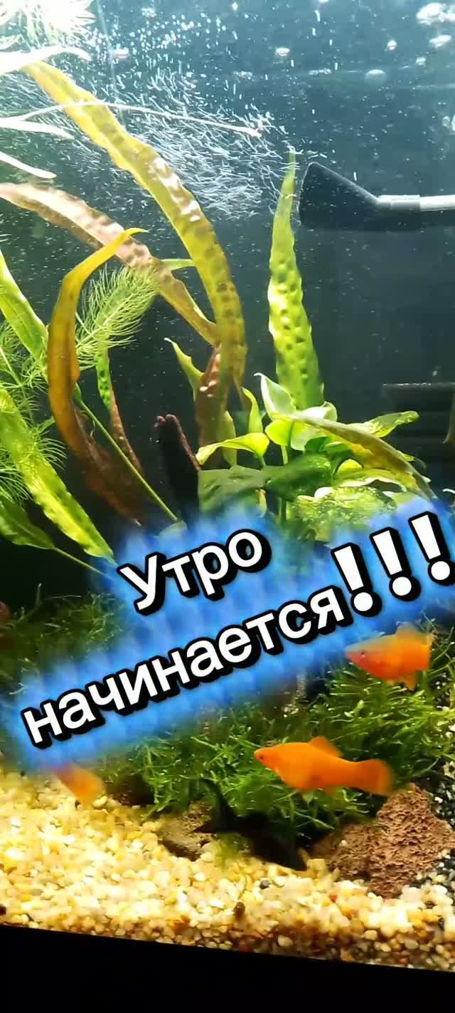 Доброе утро