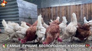 Цыплята и Курочки селяночки лучшие беспородные несушки 🥚 (504)