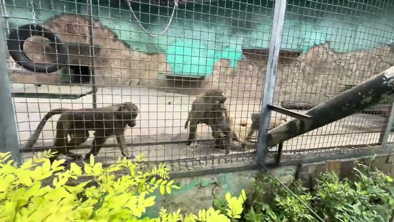 Послушайте как уже ВОЮТ ВОЛЧАТА и им помогают все волки в парке❤️
