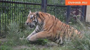 Тигр Бархат поселился в зоонентре «Питон»