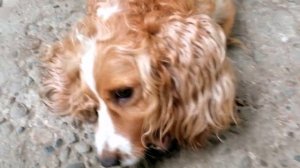 Короткие моменты про нашу Джесси🐕