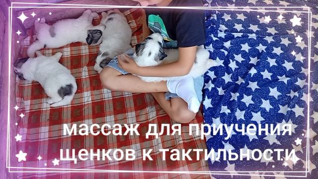 пиренейская горная собака питомник Князь Харитон