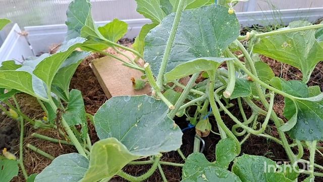 Наши 8,4 сотки 🏡 Сегодня  я не одна.Поливаем,собираем урожай👍
