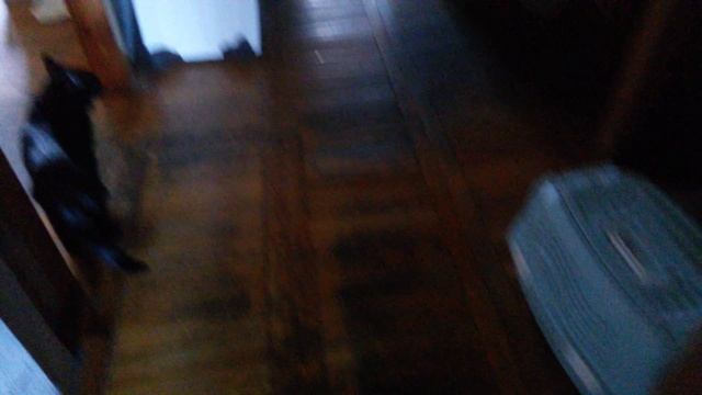 3 котика 3 годика инвалиды по зрению ищут дом , блох нет!, если я умру от пиелонефрита