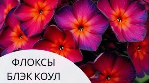 Флоксы и лилия из Озона.4 августа 2026г.