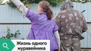 Жизнь одного муравейника))) 31-07-2026