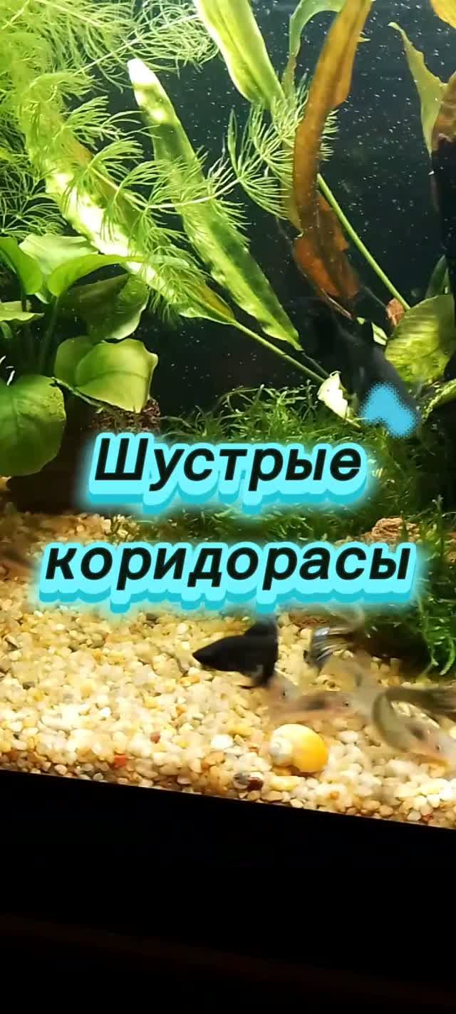 Сомики коридорасы.