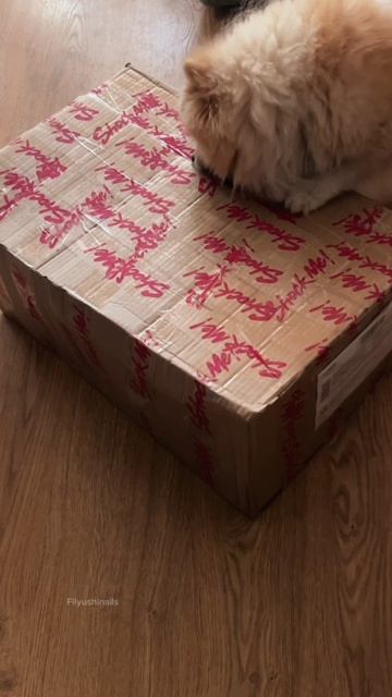 Посылка от ShockMe приехала! А кто её открывает… 😂🐾📦

Собачка уже тут как тут #распаковка #распаковк