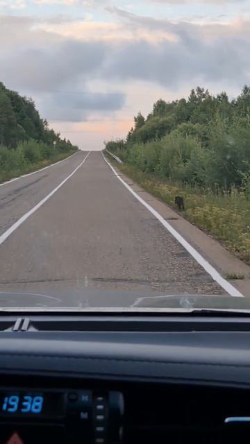 Кабанчик в Бурейском округе