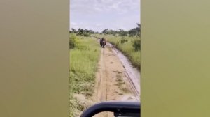 Случаи когда сафари пошло не по плану. Лучшая подборка