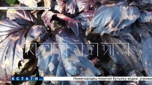 Дроны, которые опрыскивали поля «Павловской курочки», залили химикатами жилые кварталы