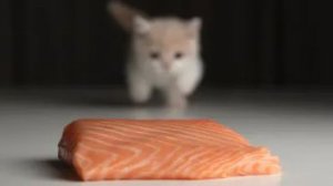 Пушистый гурман: котёнок и его гигантский кусок рыбы 🐱Мукбанг/ Мурчащее ASMR