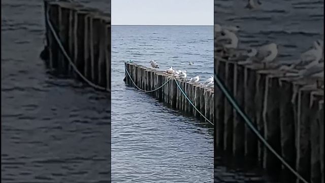 Морская гладь. Чайки. Волнорезы. Балтийское море. 04-08-2026