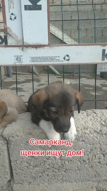 щенкам нужен дом!
